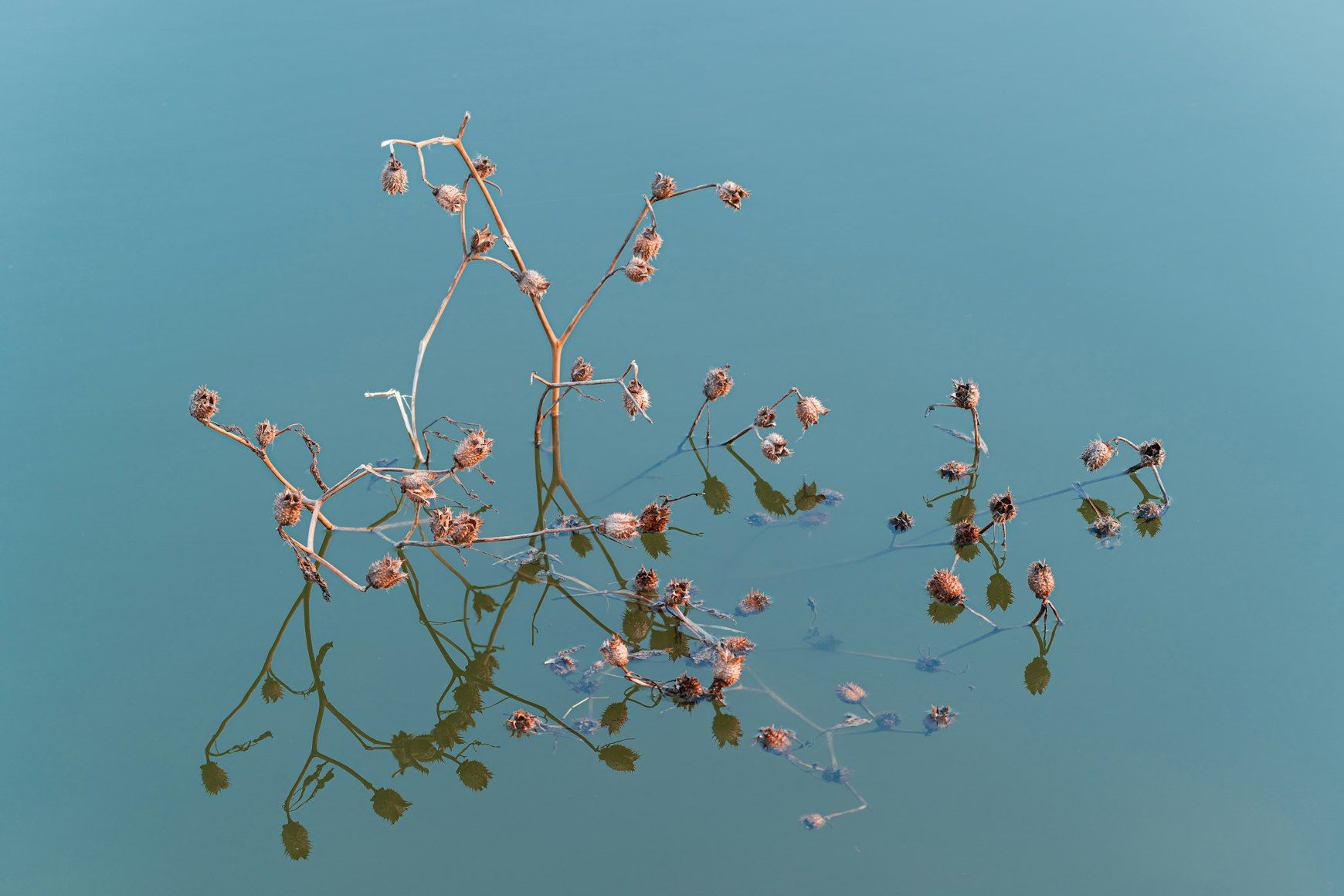 a branch of a plant floating in a body of water
