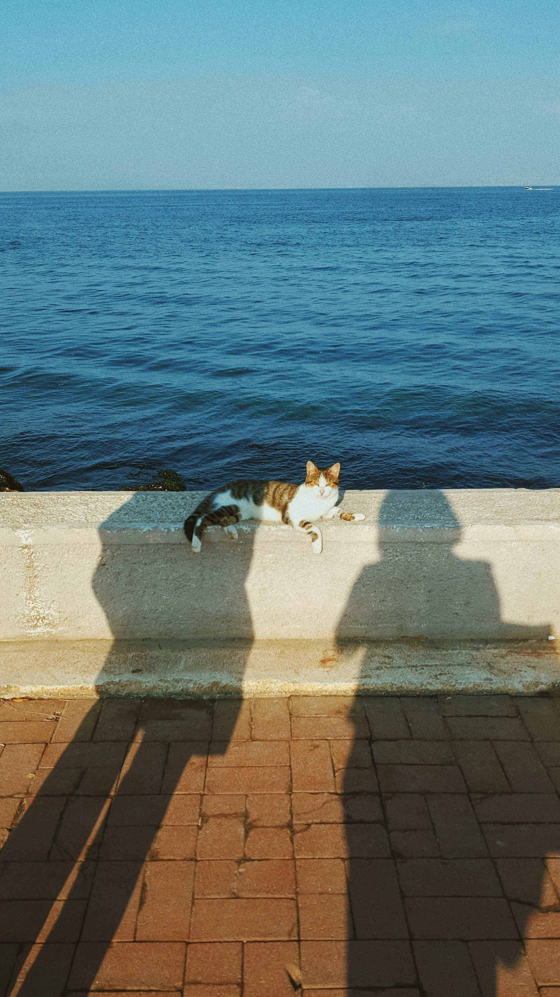 a cat laying on top of a sidewalk next to the ocean