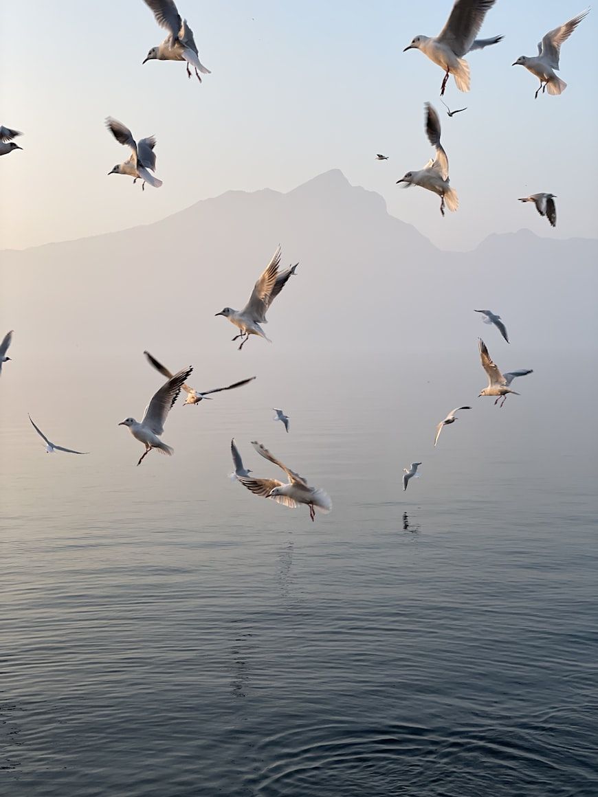 a flock of seaguls flying over a body of water